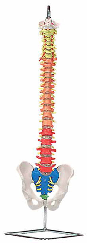 Flexible Spinal Column with Colour Coded Regions